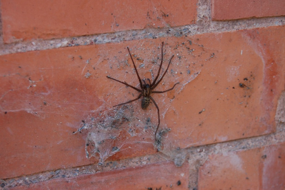 Imagen de archivo de una araña.