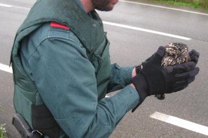 Imagen del mochuelo que recogieron los agentes de la Guardia Civil.