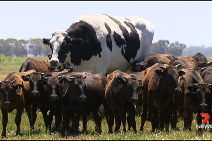 Knickers és una vaca de l'espècia