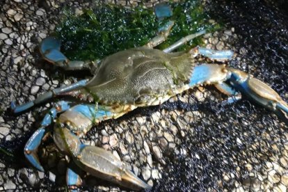 Exemplar de cranc blau capturat a la desembocadura del Gaià.