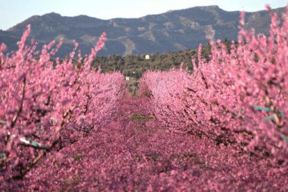 El afloració de los fruteros vuelve a atraer turistas en la Ribera d'Ebre