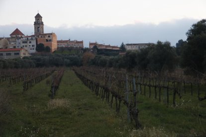 Imagen de unas viñas a los pies de Falset, en el Priorat.