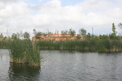 Plano medio de la vegetación que empieza a crecer en el interior del lago artificial, con el Palacio de Deportes de fondo.