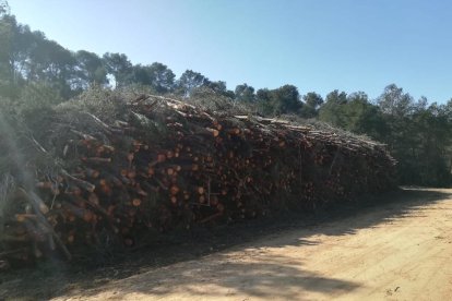 Piles de troncs de pins al Mas d'en Garrot al barri de Sant Salvador.