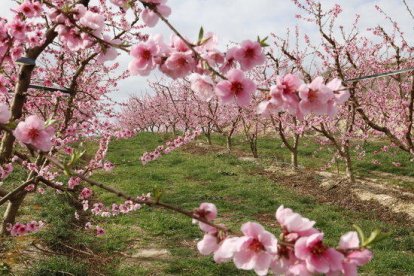 Imatge de les flors del presseguer.