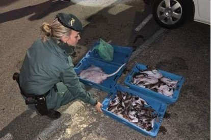 Una guardia civil con parte del pescado.