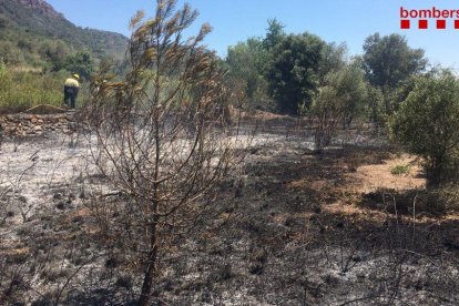 Imagen de la zona afectada por el fuego en Alforja.