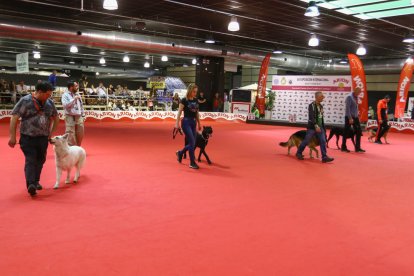 Imatge d'una exhibició amb gossos.