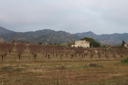 Varias viñas en el Priorat.