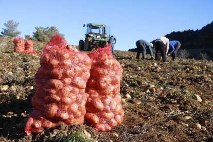 Imagen de archivo de una plantación de patatas.