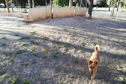 Una gossa, al pipicà del Parc de la Quinta de Sant Rafael.