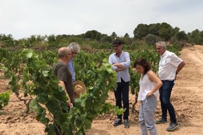 Pla obert de la trobada en unes vinyes de representants de les denominacions d'origen de la Terra Alta, Priorat i Montsant amb l'administració per les pèrdues al raïm a causa de l'onada de calor.