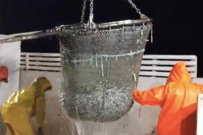 Captura de boquerón en la barca el E