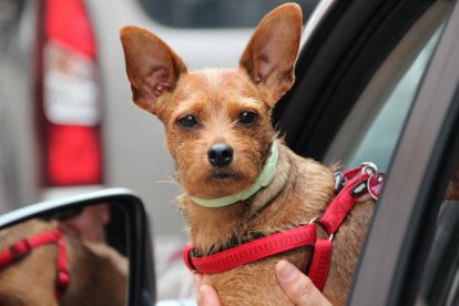 Imagen de un perro en el interior de un coche.