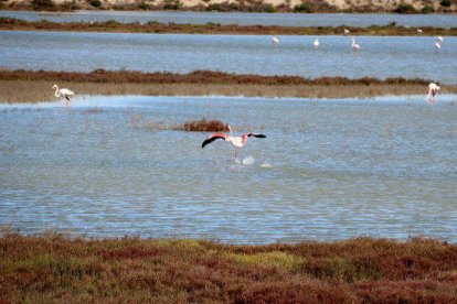 Un flamenc aterra en un zona d'aiguamoll pròxima a la Tancada, al delta de l'Ebre.