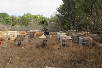 Imagen de las jaulas individuales donde estaban encerrados los gallos.