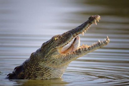 El cocodril va atrapar pel braç el noi i no el va deixar fins que va intervenir el pare.