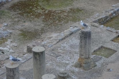 Imagen de una gaviota en el Fòrum de la Colònia.