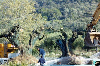 Algunos operarios preparando los olivos arrancados cerca de la zona del Pou de les Piques de Godall para llevárselas.