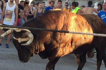 Imatge d'arxiu de 2015 amb un dels braus utilitzat per al correbous de la Cava, a Deltebre.