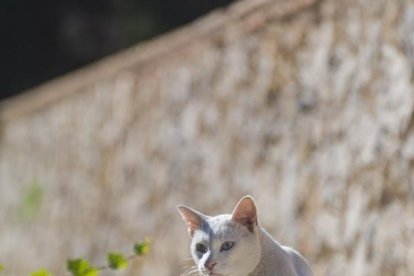 Gatos ferales esterilizados integrados en el patrimonio de Tarragona siguiendo al modelo de ciudades turísticas como Roma.