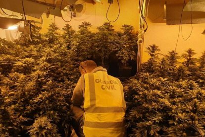 La plantació de marihuana contava amb 230 plantes.