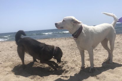 Dos gossos gaudint de la platja a Mont-roig.