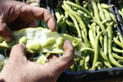 Plano detalle de la mano de un campesino abriendo una vaina y mostrando habas de esta temporada.