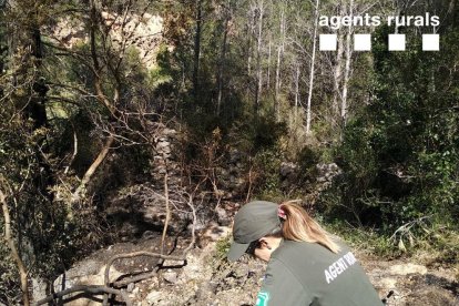 Una agente rural en uno de los tres focos del incendio.