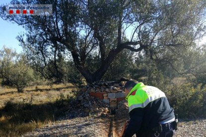 Un agent dels Mossos d'Esquadra mostra el filat utilitzat pel caçador furtiu denunciat al terme d'Ulldecona.