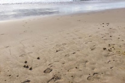 Imatge d'excrements de cavalls a la platja llarga de Tarragona.