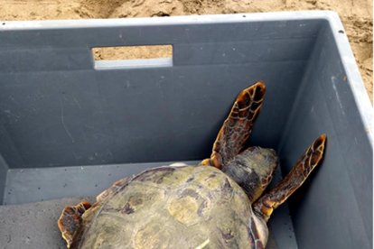 Imagen de una de las cinco tortugas marinas liberadas.