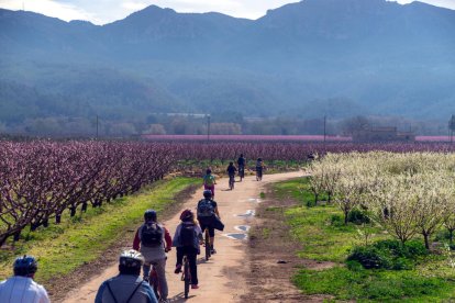 Plano general de turistas haciendo una ruta en bicicleta entre árbol fruteros floridos en la Ribera d'Ebre.