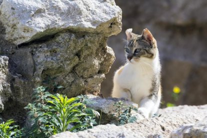 Una gata esterilitzada de la Part Alta de Tarragona.