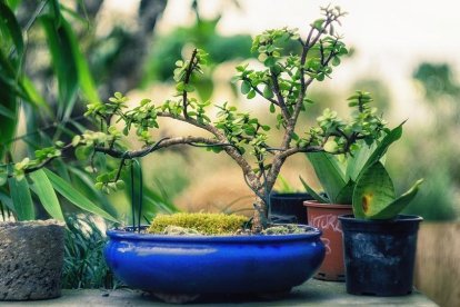 Imatge d'arxiu d'un bonsai.