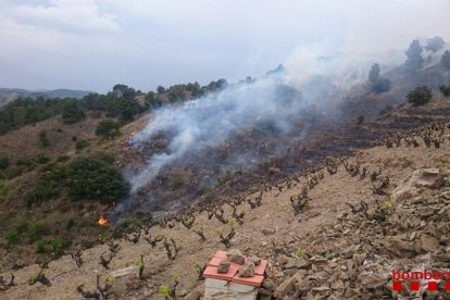 El fuego afecta a los márgenes de unas viñas en la zona de la Plana de la Bleda.