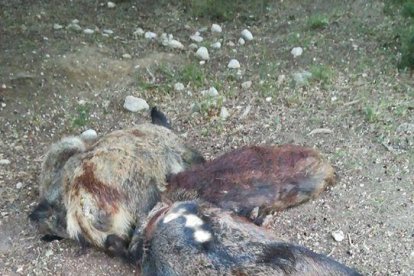 Imagen de los cinco jabalíes muertos con una herida de bala.