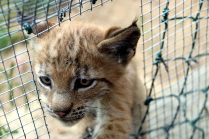 Primer plano de la cara de la cría de lince que ha nacido en MónNatura Pirineus en el Pallars Sobirà.