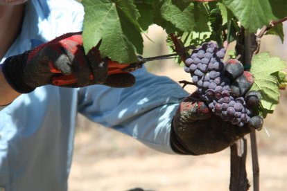 Primer pla de la mà d'un operari collint el raïm de la varietat pinot noir en una vinya de les caves Gramona de Sant Sadurní d'Anoia.