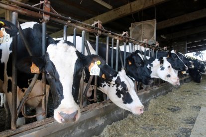 En primer plano, una vaca; al fondo, un ventilador en Campllong.