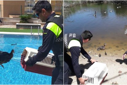 Los patos se han trasladado a un medio más apropiado.