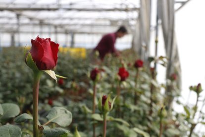 Detall de roses a l'hivernacle, setmanes abans de Sant Jordi.