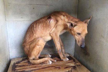 Los perros de la residencia que gestionaba el detenido se localizaron en malas condiciones tanto higiénicas como de salud.