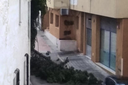 Imagen de un árbol caído en Cunit.