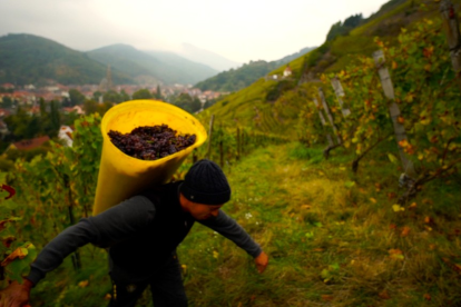 Imatge de la verema a una finca inclosa dins la DO Montsant, al Priorat.