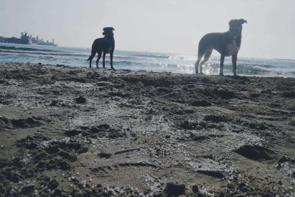 Imatge de la platja dels Prats a Vila-seca.