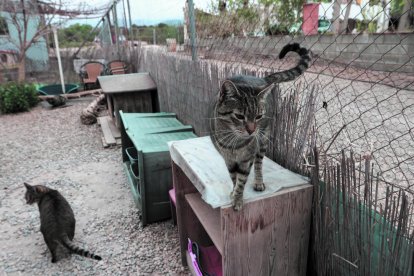 Durante el 2018 esterilizaron 184 gatos, 67 machos y 117 hembras, para estabilizar la población.