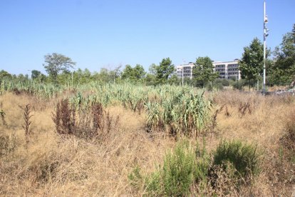 Pla general del solar on s'ha de construir el nou Centre Penitenciari Obert de Tarragona, al Parc Francolí.