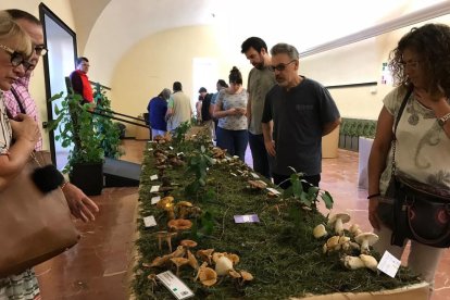 L'exposició de bolets de l'any passat, a l'interior de l'Ajuntament del Morell.