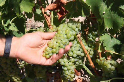 Plano detalle de uva de la Bodega Mas Vicenç a pocos días de iniciarse la vendimia.